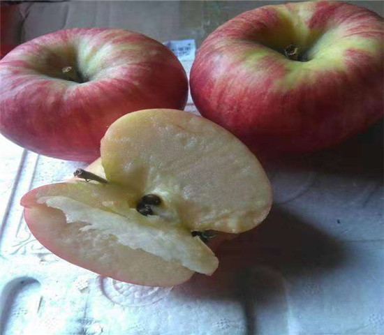 8厘米凉香苹果苗多少钱一根、哪里有凉香苹果苗批发