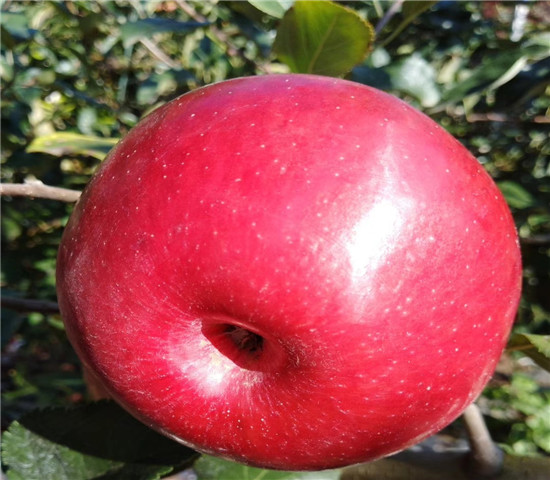 m26矮化苹果树苗今日价格、3公分m26矮化苹果树苗价格