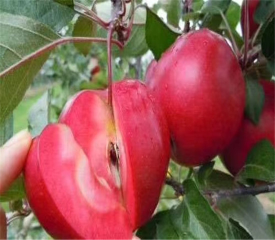 红肉苹果树苗基地批发价格