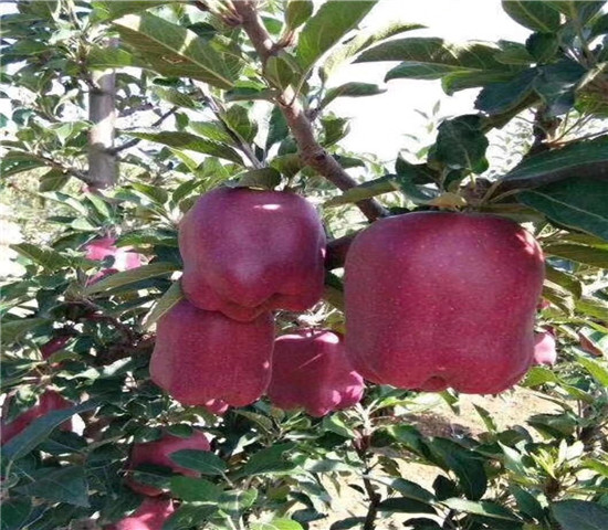 三年的蜜脆苹果树苗