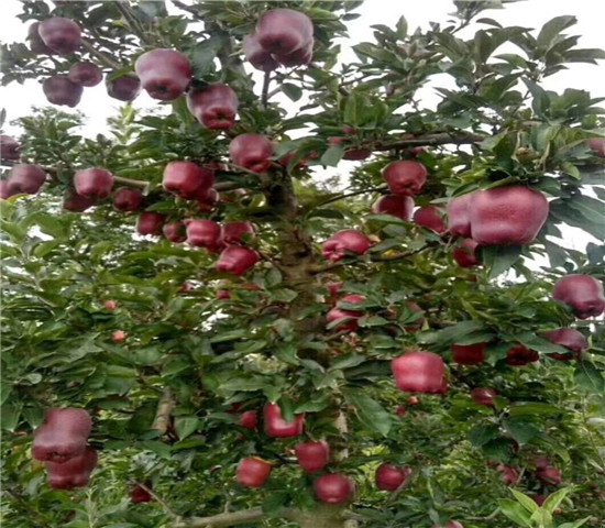 4厘米秦冠苹果树苗今日价格、哪里有秦冠苹果树苗批发