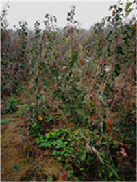 山西苹果苗，红富士苹果苗，低价占地苹果树苗，矮化苹果苗价格