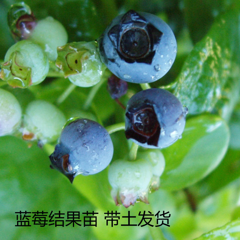 售南北方蓝莓苗 中高丛蓝莓苗瑞卡 北路 矮丛美登蓝莓苗