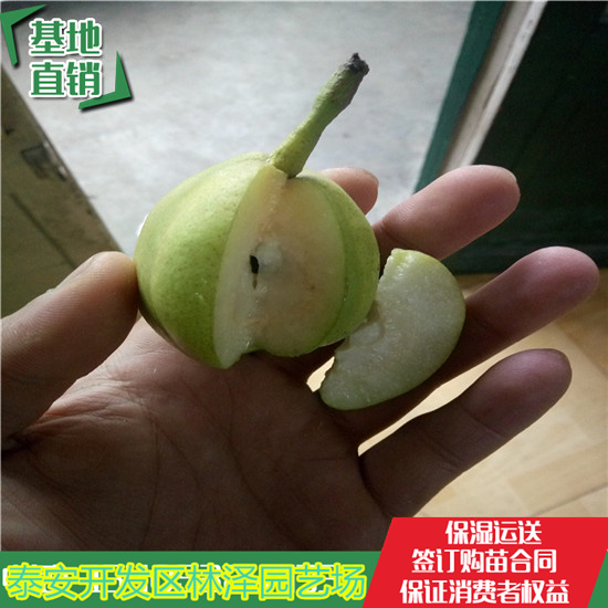 4公分玉露香梨树苗成熟期