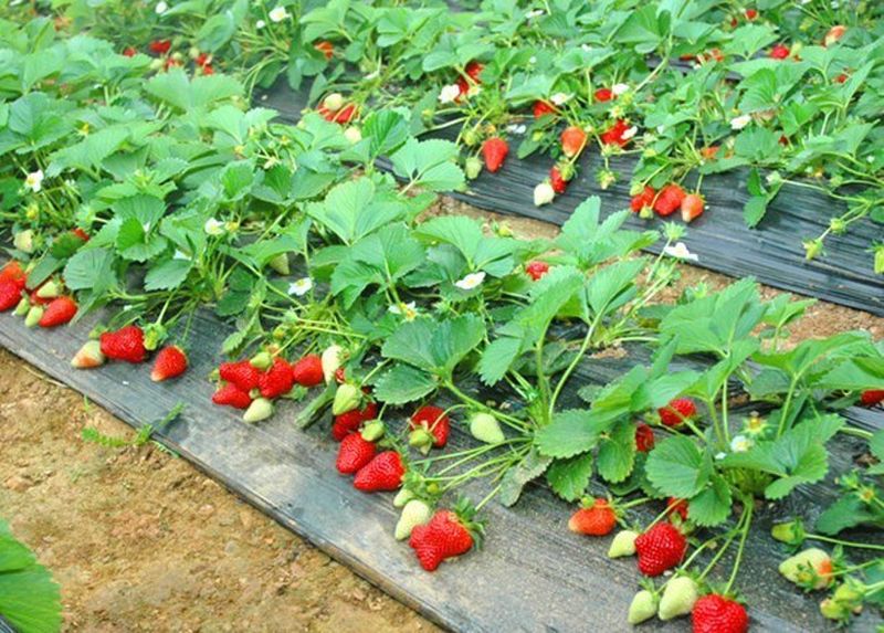 沈阳欢乐农场草莓采摘一日团建