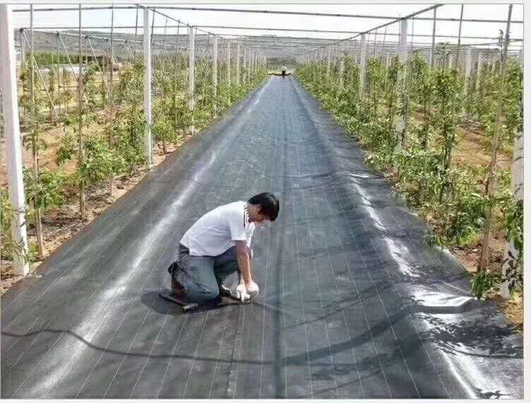 黄精种植防草布铺设效果防草保湿耐用