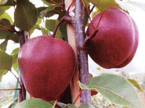 供应外观漂亮果面光滑全红梨苗栽培