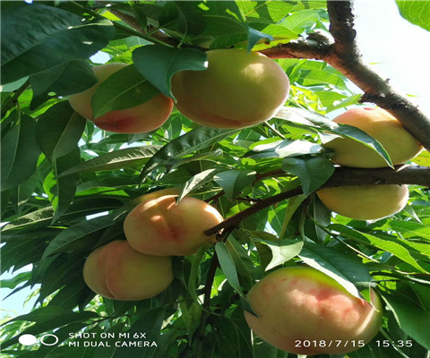 今年蓬仙系列桃树苗基地