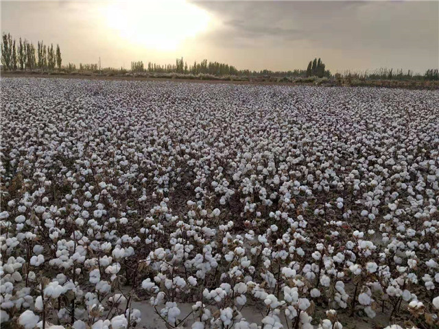 高产棉花种子价格|新疆高产棉花种子|守信种业