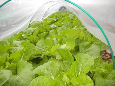 厂家直销耐氧化黄瓜种植保量增产大面积覆盖蔬菜防虫网