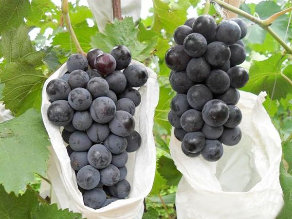 夏黑葡萄苗 品种优质