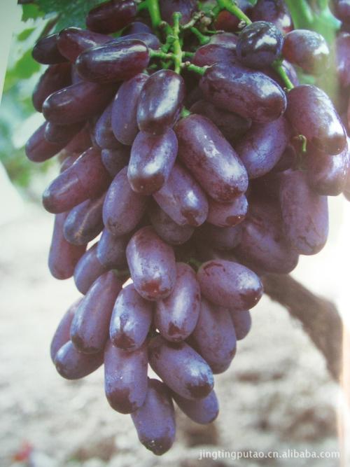 学强 长期供应紫脆葡萄苗