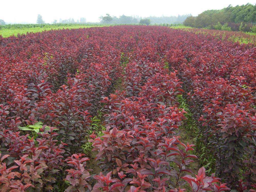 山东潍坊红叶李种植基地大量低价出售红叶李树苗