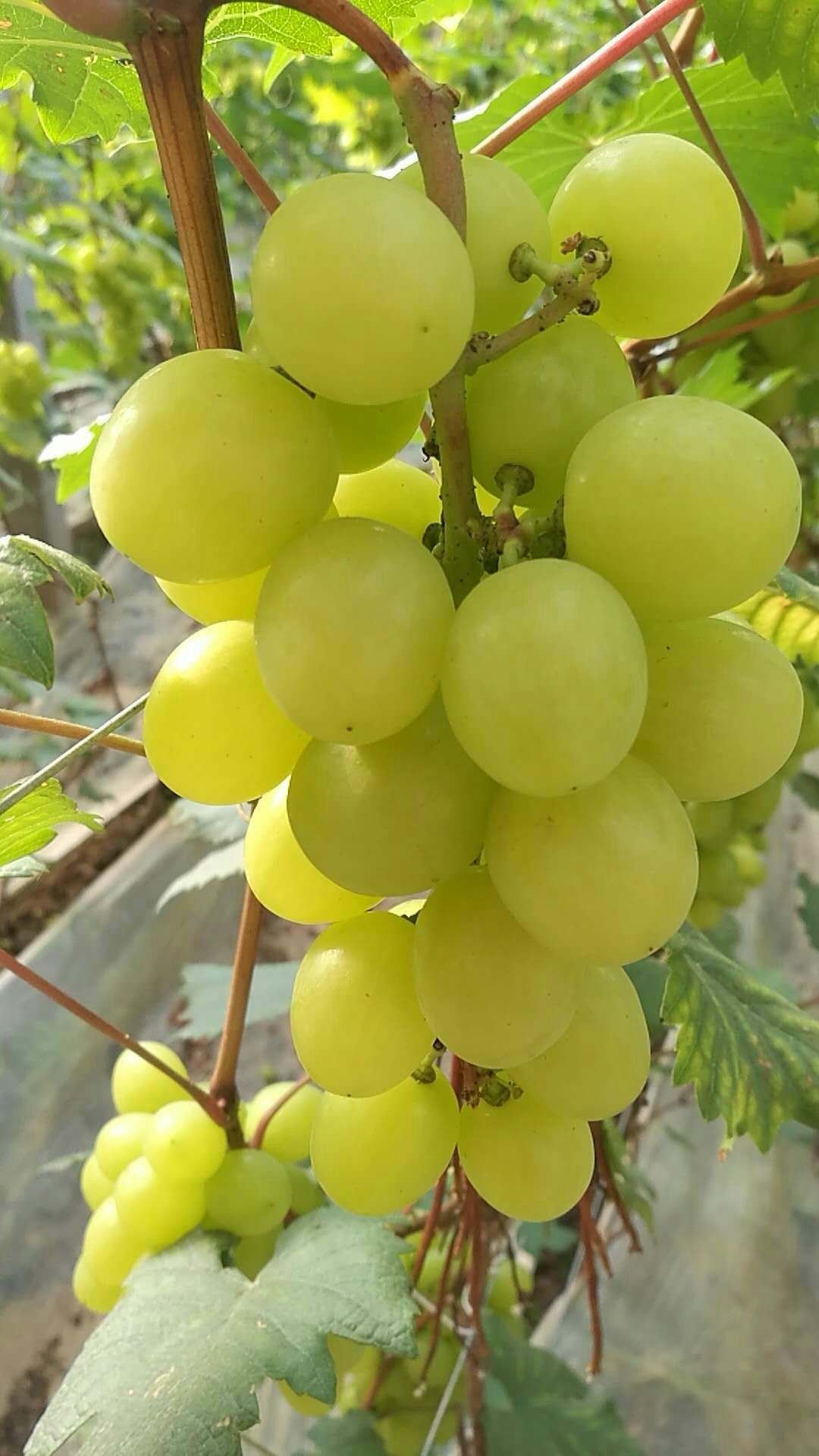 温室葡萄