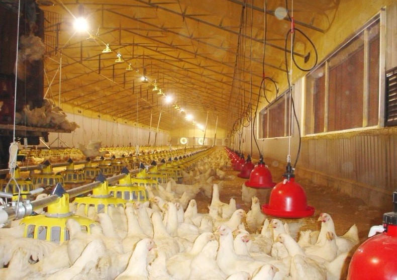 土禾风机水帘 养殖场降温通风设备 肉鸡防暑降温怎么做