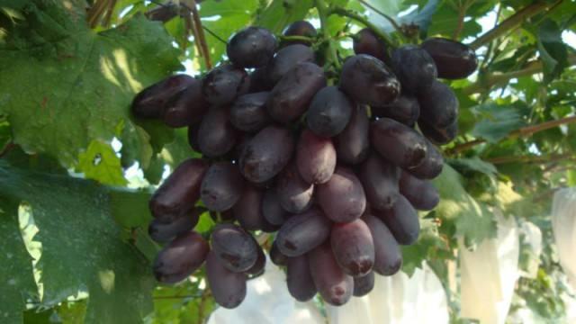 宣城紫脆葡萄苗价格