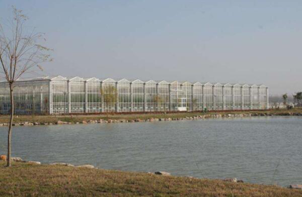 10亩地建文洛型玻璃温室大棚行情预测建设厂家