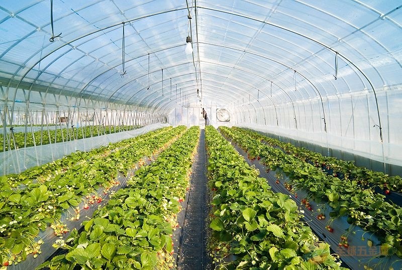 全新料耐氧化无色透明全程覆盖蔬菜种植大棚防虫网拼接定做