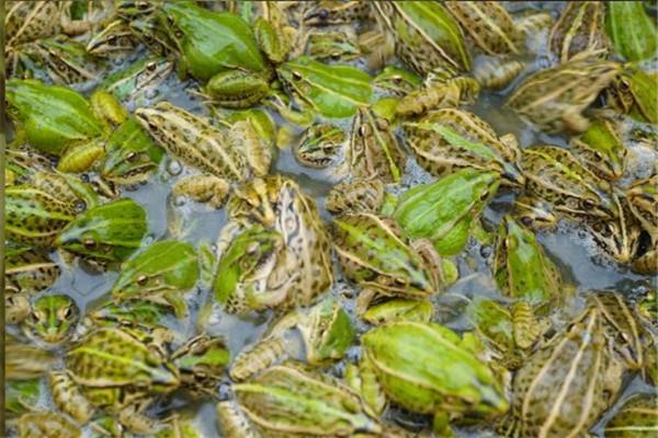 湖北锦亿丰瑞生态农业发展有限公司丨人工养殖青蛙的方法