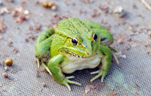 锦亿丰瑞青蛙是什么动物 青蛙的生长过程