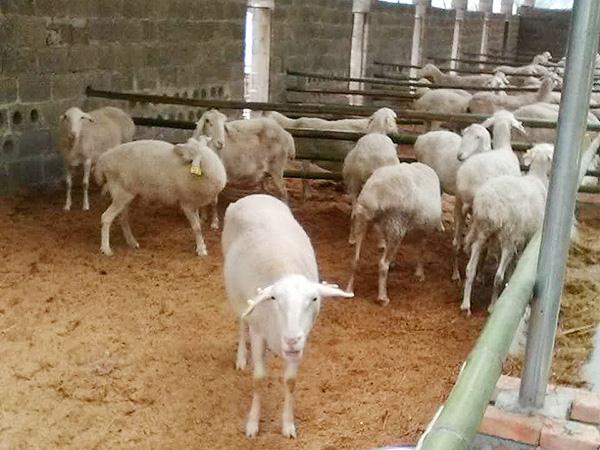 发酵床养羊按性别饲养，效益提升不止一倍