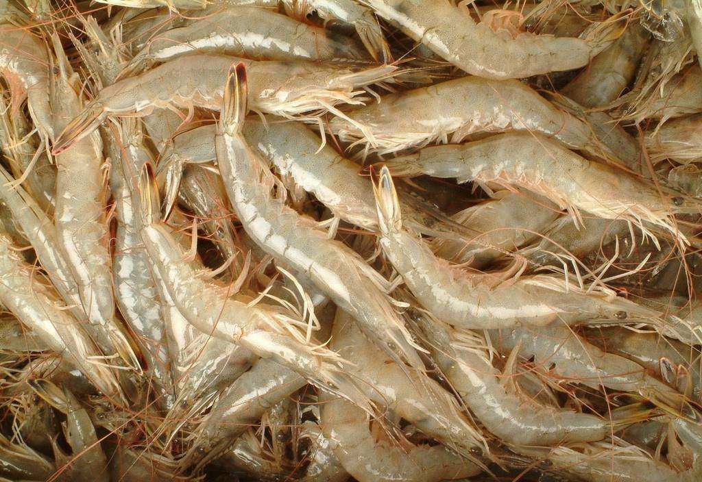 温州基围虾养殖技术价格 八百里水产养殖