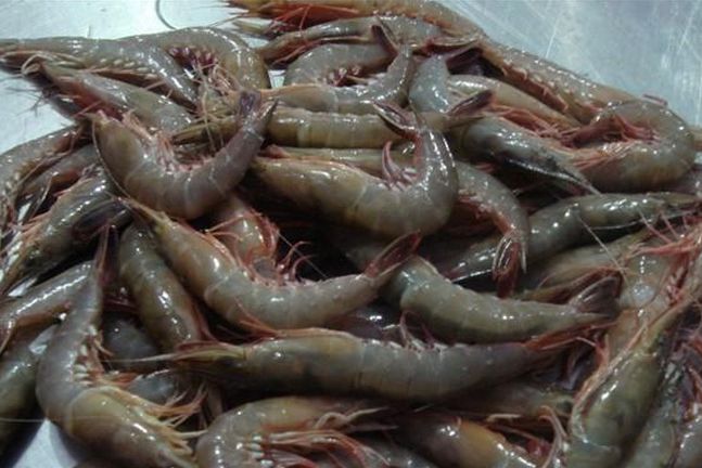 南阳基围虾养殖价格一斤 八百里对虾养殖