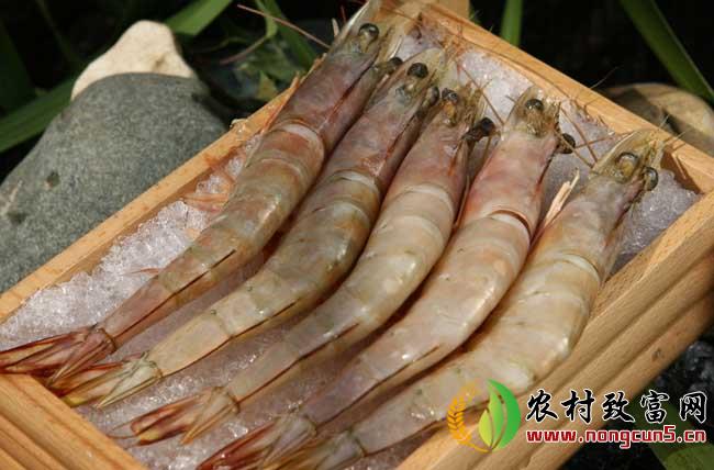 西安基围虾养殖技术价格