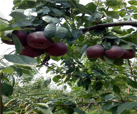 意大利黒梨树苗多少钱一株、2公分意大利黒梨树苗价格
