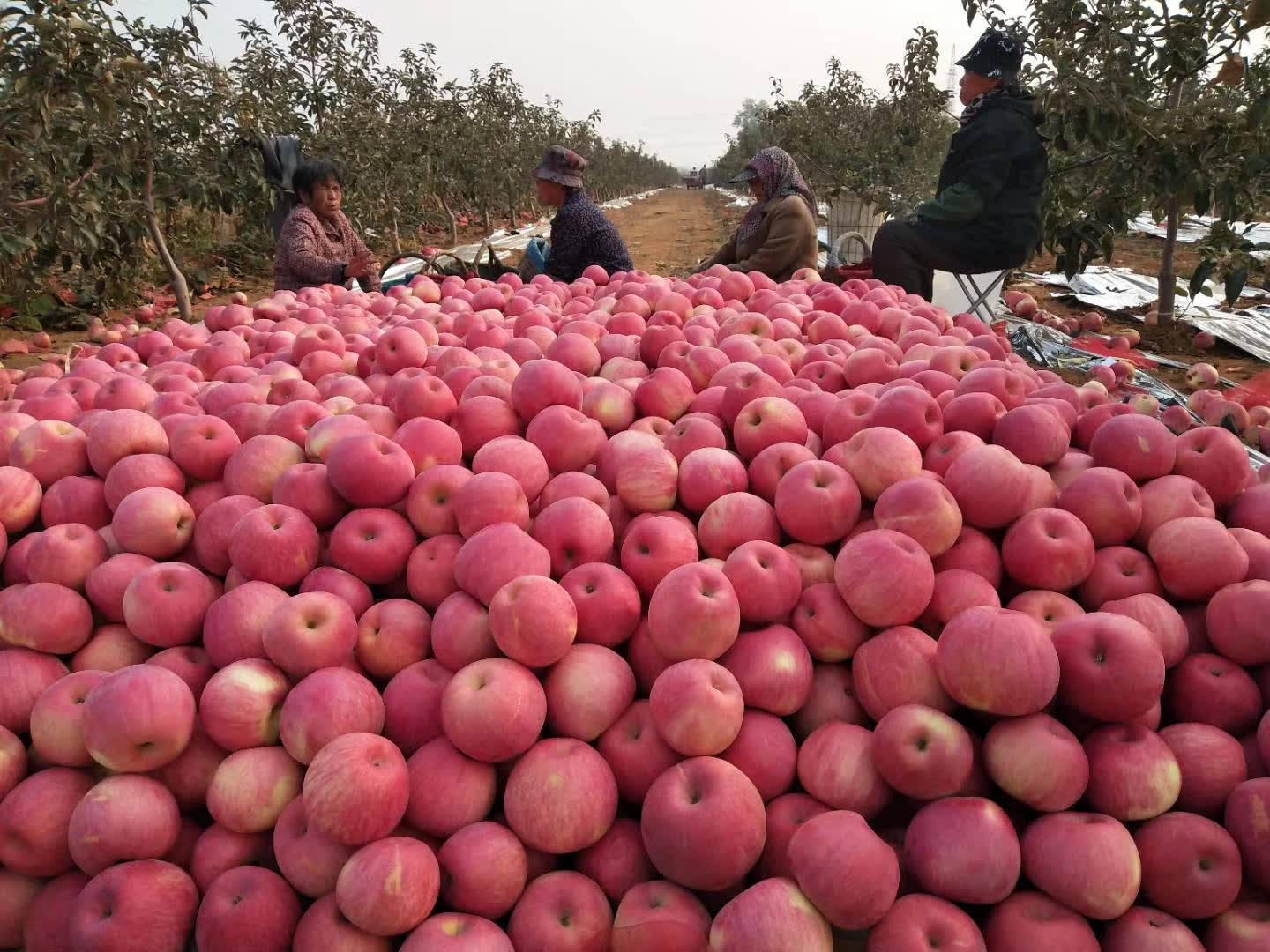 辽西绥中寒富量大从优物美**全国接单中