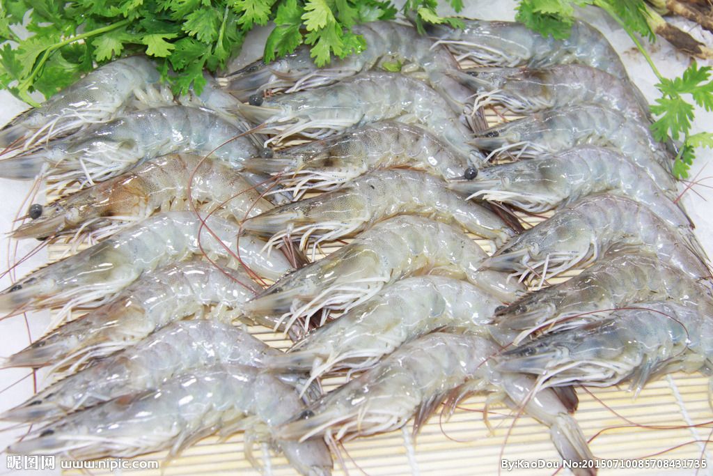 丽水养殖基围虾价格一斤 八百里基围虾养殖