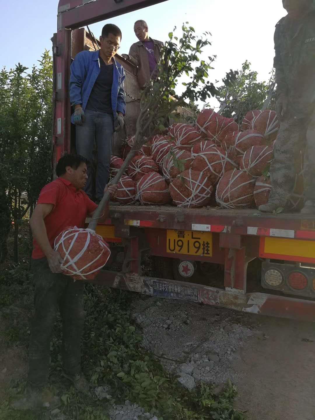 6公分苹果苗规格