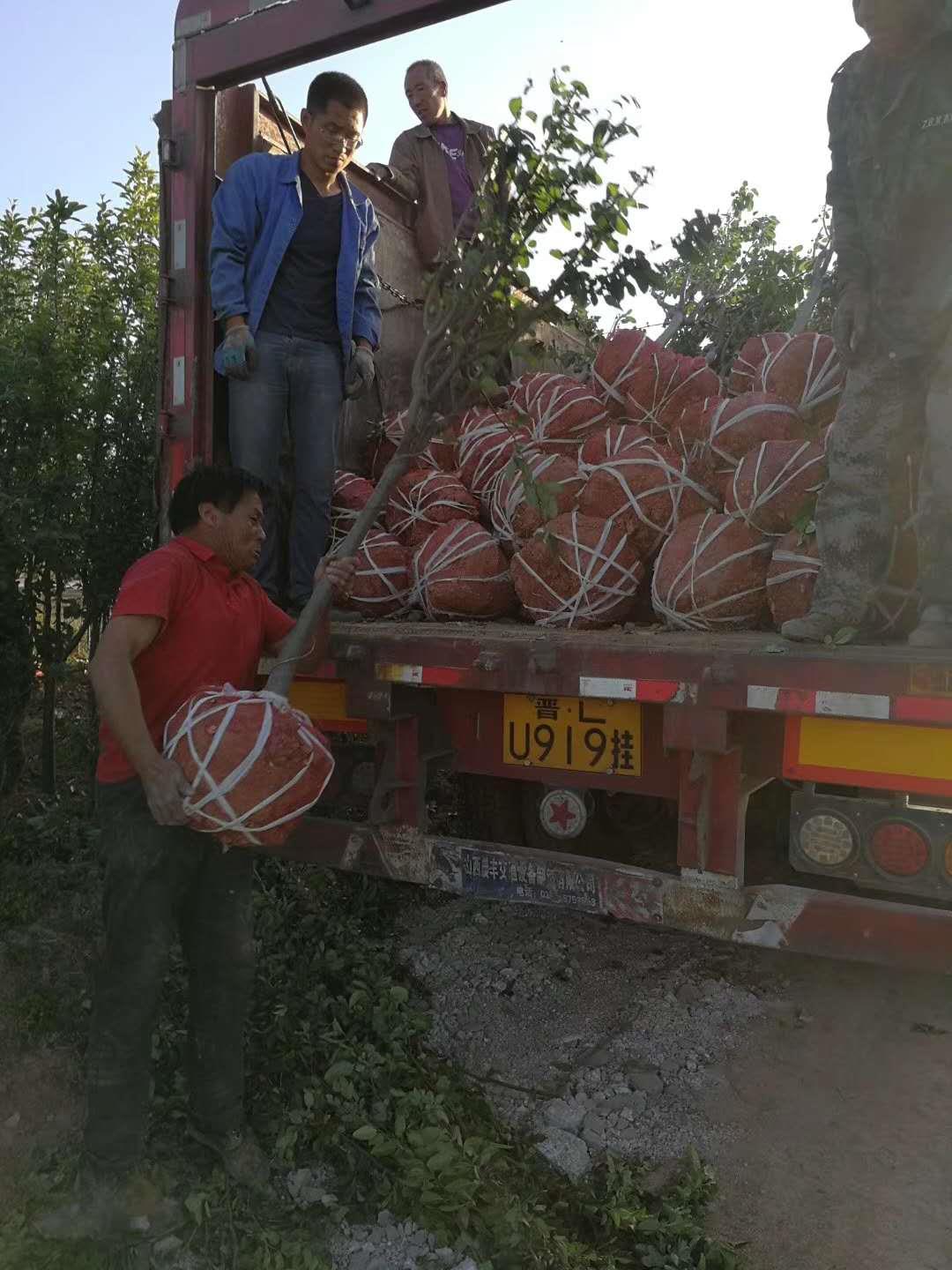 山西8公分苹果苗