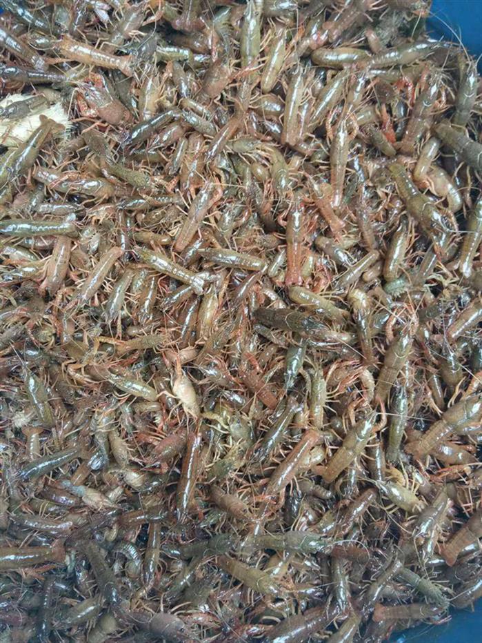 重庆虾种养殖