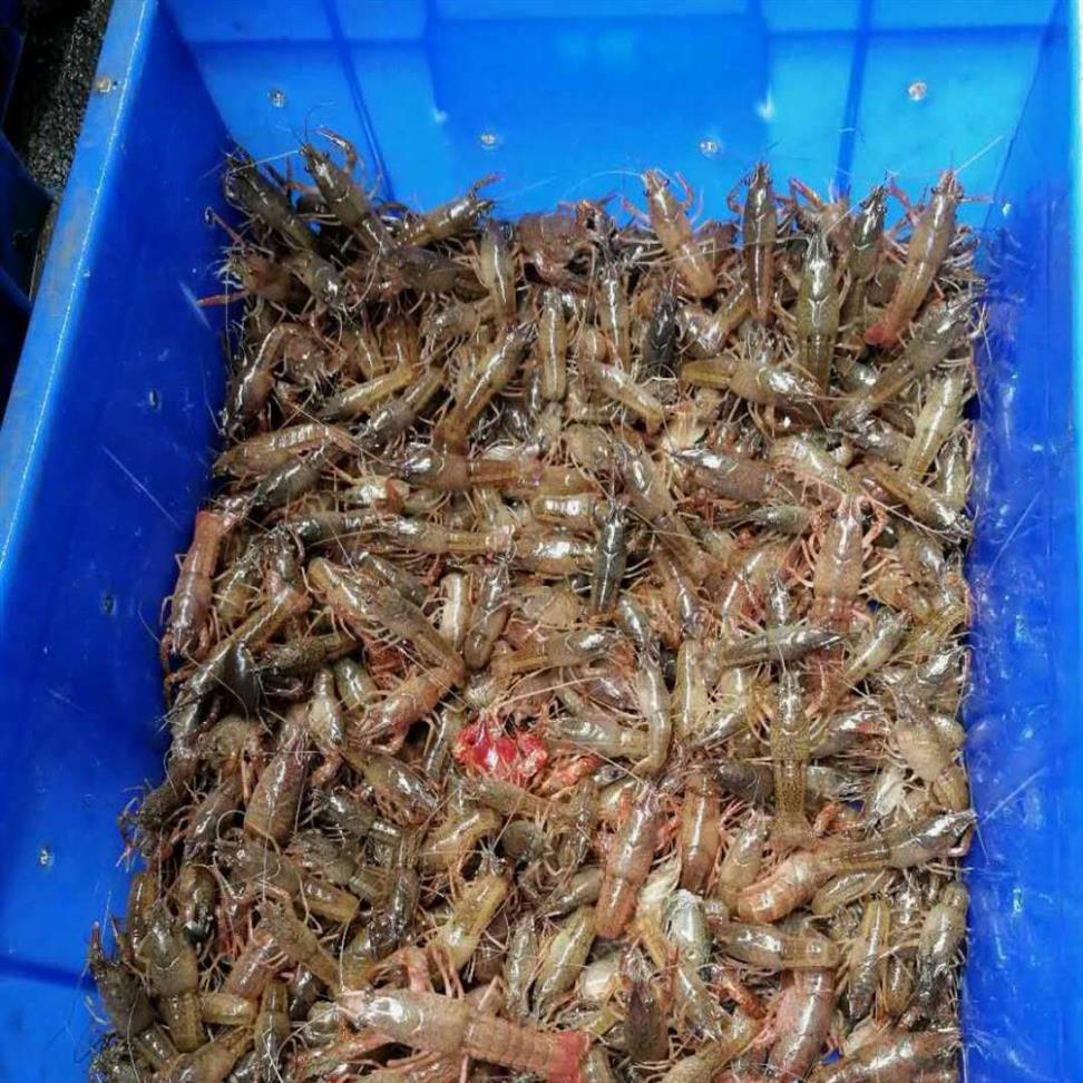 广元淡水龙虾苗 产量高 豪诚水产养殖专业合作社