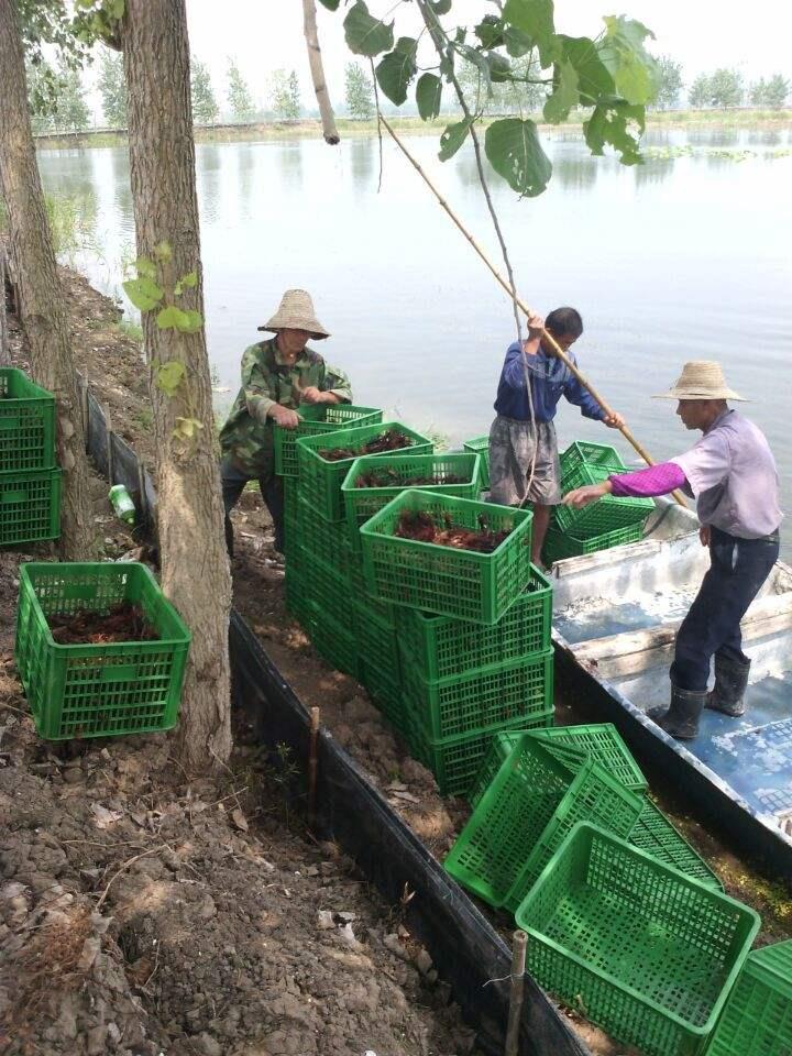 宜宾淡水龙虾苗 40天可达1两 豪诚水产养殖专业合作社
