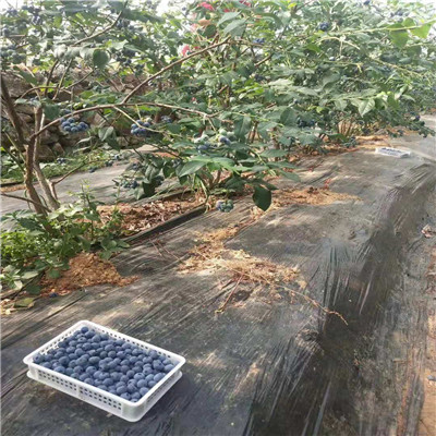 2019年蓝宝石蓝莓苗每日报价、蓝宝石蓝莓苗多少钱一棵？