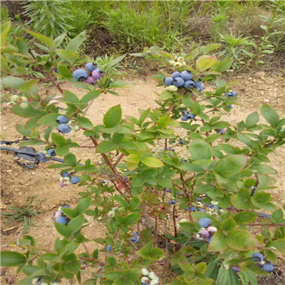 二年蓝莓苗价格一棵 二年蓝莓苗