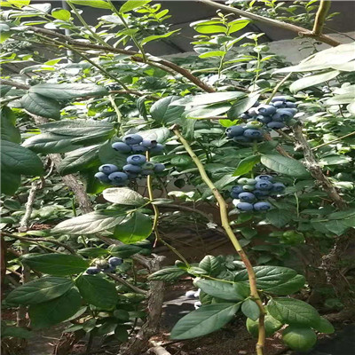 1年蓝莓苗今年果树苗价格、1年蓝莓苗