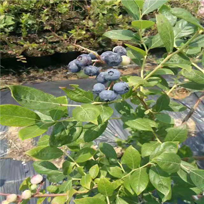 二年蓝莓苗多少钱一棵？二年蓝莓苗