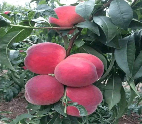 南国红桃树苗行情价格