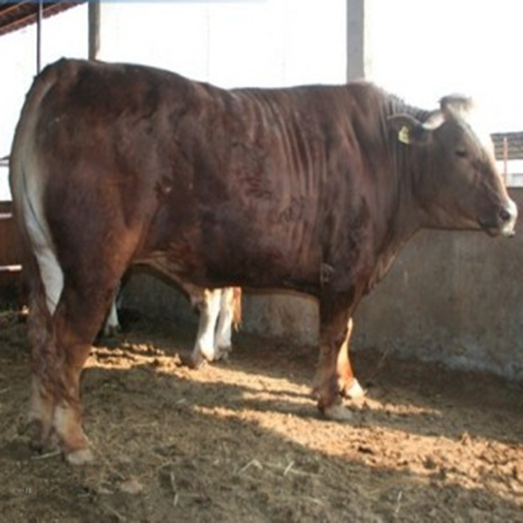 活体小牛苗出售 育肥小黄牛鲁西黄牛 改良小黄牛三个月的价格 纯种西门塔尔牛活牛