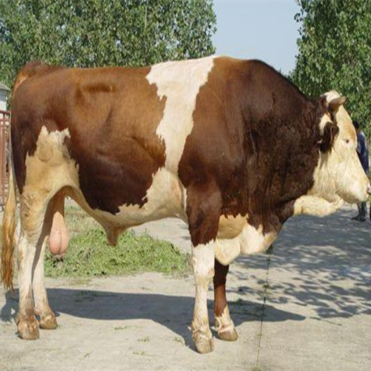 小黄牛活体 育肥鲁西黄牛肉牛犊200斤的价格一头 西门塔尔牛纯种牛 改良肉牛犊夏洛莱牛 利木赞牛