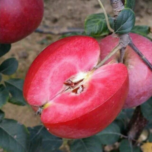 优质品种红肉苹果栽培