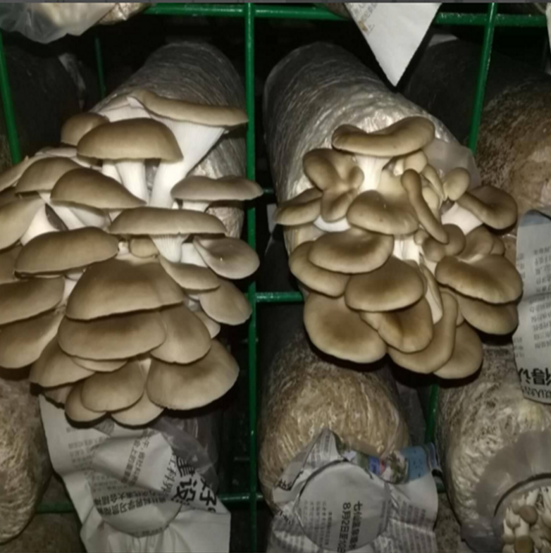 菌砖立体网架结构栽培平菇北方香菇架式栽培网片绿色蘑菇网格