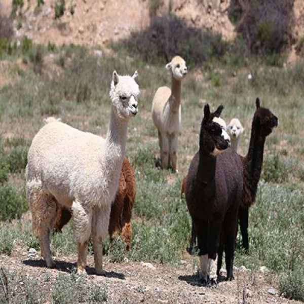 内蒙羊驼养殖技术