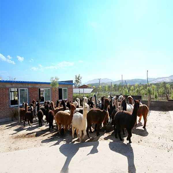 山西羊驼养殖基地
