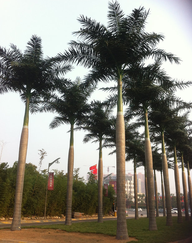 广州假椰树厂家，仿真椰子树厂家，仿真海枣树厂家订做-广州铭创园林专业