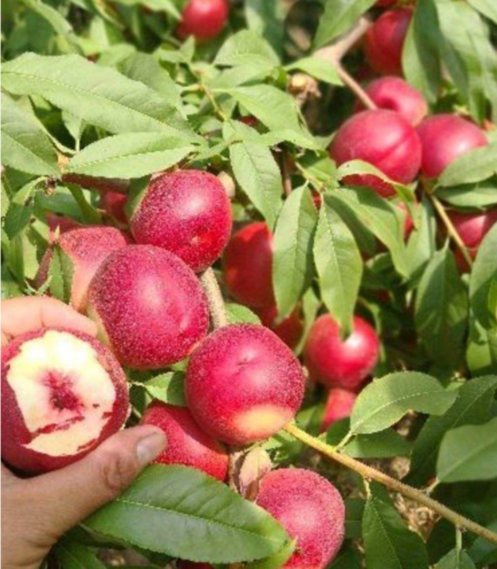 珍珠枣蜜桃种植技术