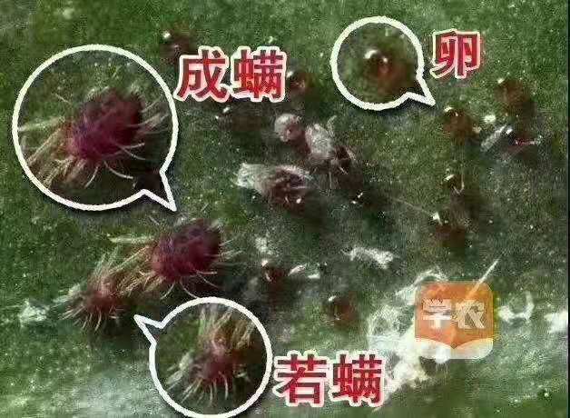 柑橘红蜘蛛木虱蓟马蚧壳虫防治方案